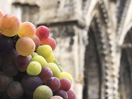 Visite découverte de la viticulture en soissonnais