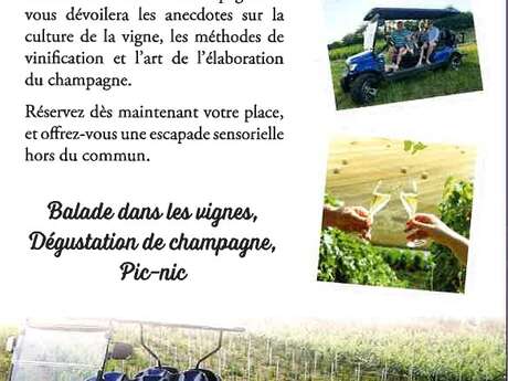 Champagne Jean-Luc & Alexandra Fallet : Visite du vignoble en voiturette électrique