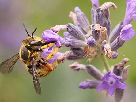 Animation nature :  Insectes pollinisateurs, les super-héros de la nature !