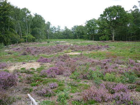 Le Bois de Belleau