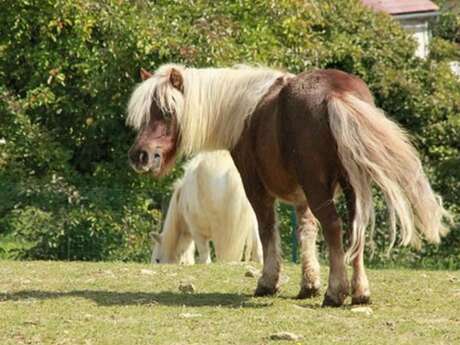 Ecole d'équitation de la forêt de Retz