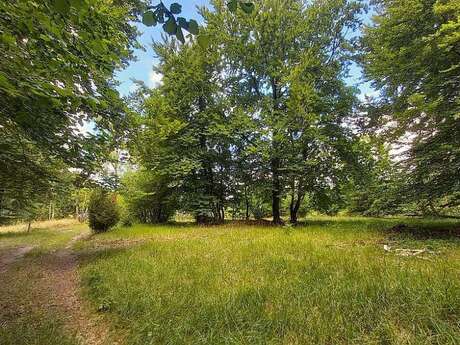 Sortie nature : sur la Piste des Feuilles