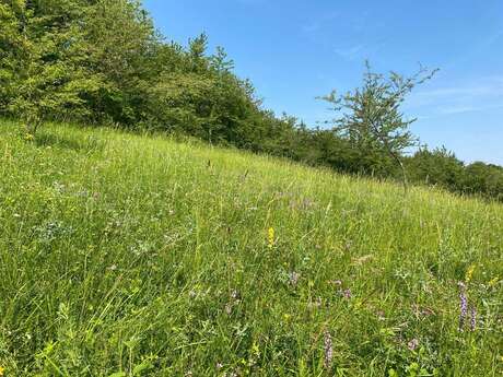 Randonnée : « 100 ans après l’herbier de l’Hôtel-Dieu » - Conservatoire d'espaces naturels des Hauts-de-France