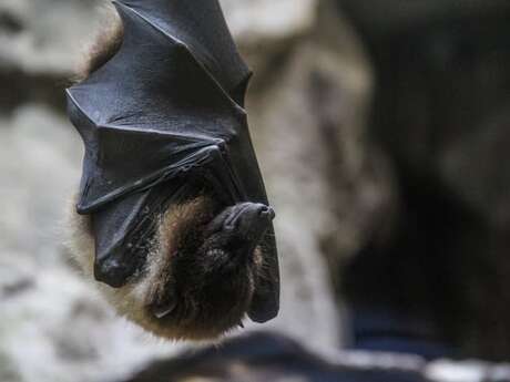 Soirée chauves-souris avec l'association Picardie Nature.