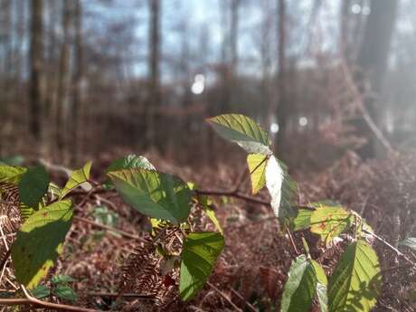 Contes et légendes en forêt de Retz