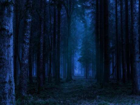 Nocturne en forêt de Retz