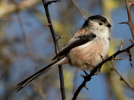 Sortie nature à Villeneuve-sur-Aisne : "Venez vous balader avec le CPIE !"