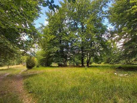 Sur la piste des feuilles