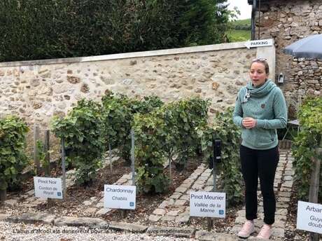 Caves de champagne ouvertes les dimanches et jours fériés sur la route touristique du champagne