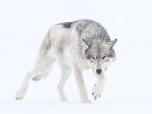 Rencontres Photographiques 2026