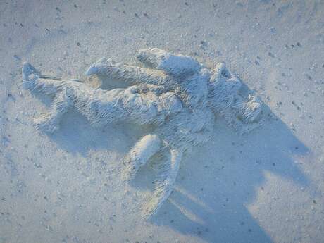 CÉLESTE ROGOSIN « LES PEAUX-ROCHES »