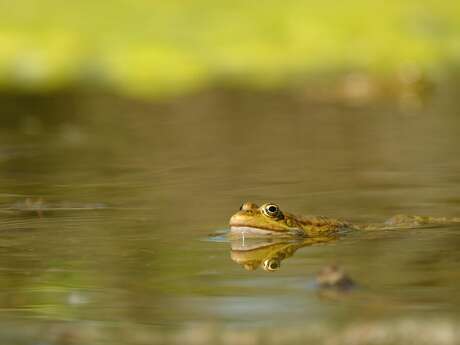 Le miroir d'eau : un maillon écologique !