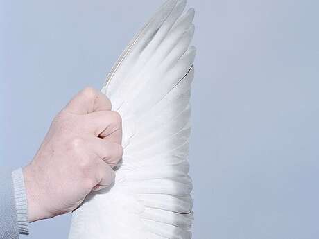 "Pigeon Paradise" de Lucas Castel