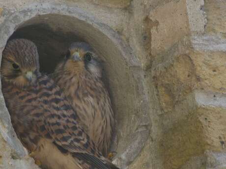 Visite flash environnement Fort des Dunes