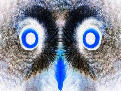 Œil de lynx