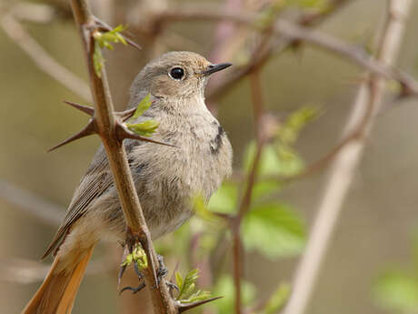 Rendez-vous nature : Les chants d'oiseaux