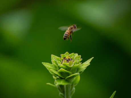 Rendez-vous nature : Bzzzz…. ça butine !