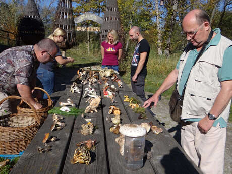 Nature Rendezvous: Mushrooms