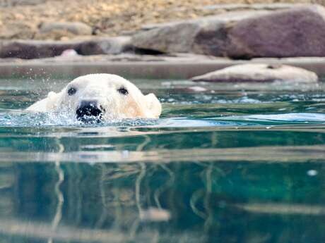 Ciné sous les étoiles