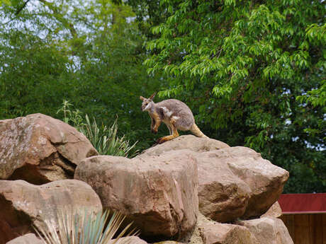 Geführte Tour: Zoologische Kuriositäten