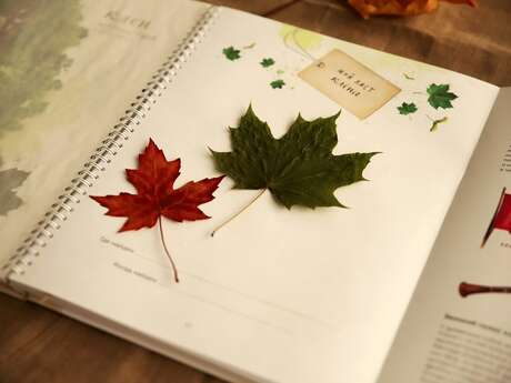 Muséovacances: Ein Herbarium anlegen