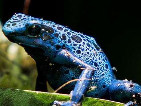 Visite guidée : les couleurs dans le monde du vivant