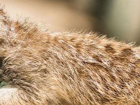 Geführte Tour: Zusammenleben, warum?