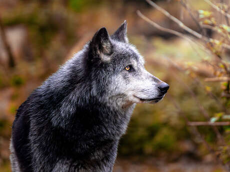 Halloween : légendes et sortilèges au Parc zoologique et botanique