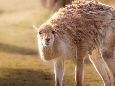 Visite guidée : les animaux, pas si bêtes !