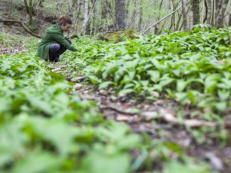 Marche Nature et Plantes médicinales en forêt Marche Nature et Plantes médicinales en forêt
