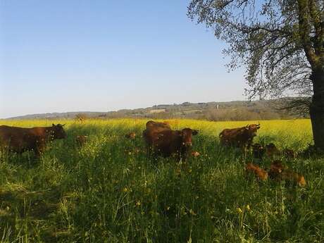 Ferme de Boudet Champs - Viande bovine limousine et porc fermier