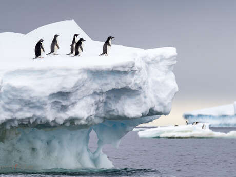 Ciné-conférence Altaïr : Antarctique