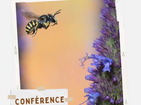 🐝 Conférence sur les abeilles sauvages 🐝 Conférence sur les abeilles sauvages