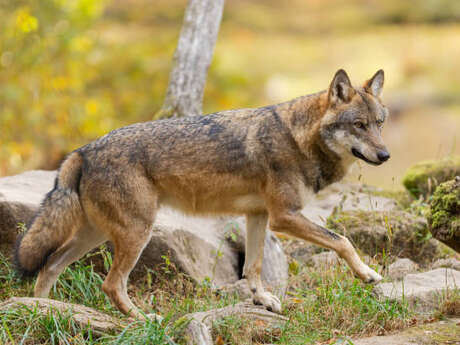 Parlons d'Oiseaux, Parlons Nature : projection du film La part du loup