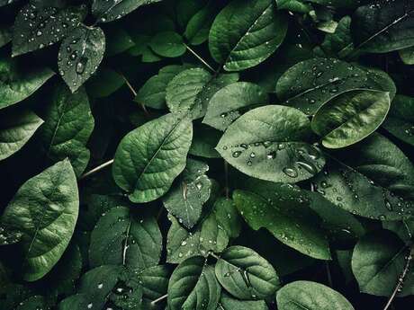 Veillée autour des aménagements en faveur de la biodiversité.