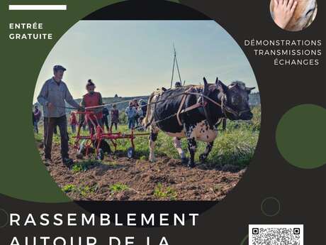 Rassemblement autour de la traction bovine