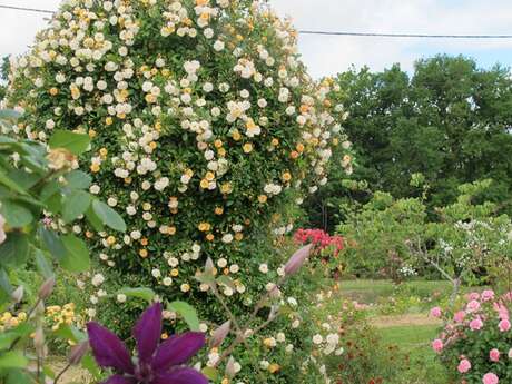 Jardin Pimpinellifolia