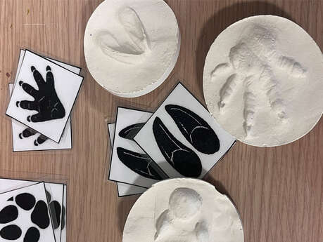 Atelier Bout d'choux Moulage d'empreinte animale