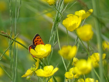 Visite "Les papillons du bocage"