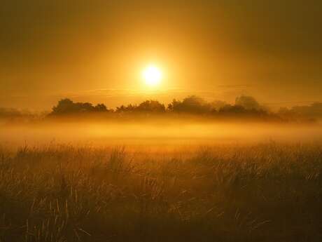 Les oiseaux nocturnes des Marais de Contres