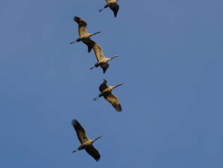 Journée européenne de la migration des oiseaux Journée européenne de la migration des oiseaux