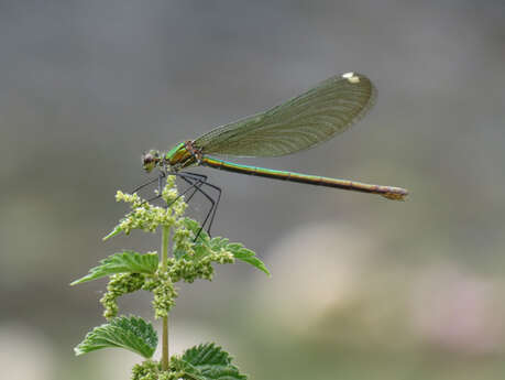 Visite "Les libellules du bocage"