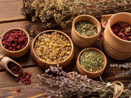 Potager du débutant - Les plantes aromatiques et médicinales