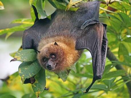 Balade nature : Les chauves-souris
