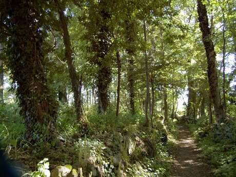 Forêt de Coët er Lann
