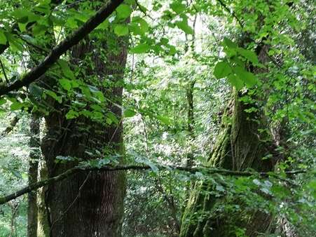 Balades créatives en forêt de Brocéliande