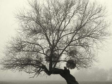 Exposition de photographies de Israel Ariño