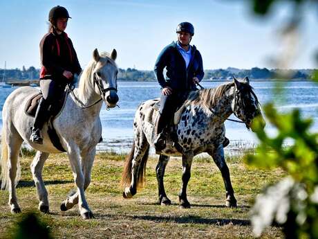Balade à cheval Golfe du Morbihan
