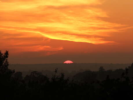 Les chauves-souris dans la gueule du loup