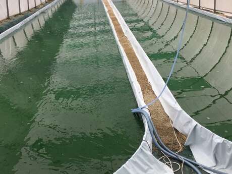 Bretagne Spiruline